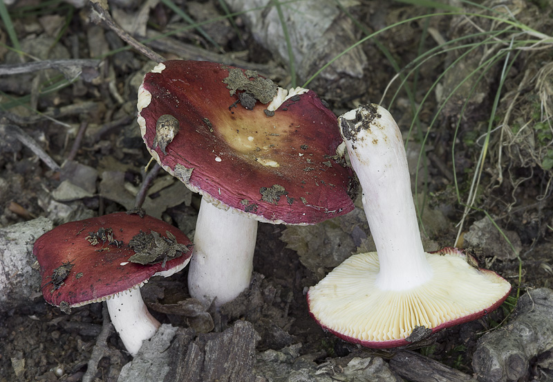 Russula laeta